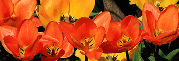 Flower Glow tulips panorama print