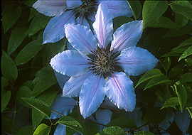 clematis