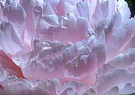 Coral peony blossom canvas  giclee image 
