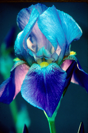 Evening Light blue iris fine art photograph