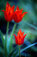 Fire Red Tulip wall decorating photography