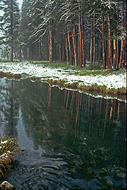 First Snow, pines stream, snow landscape print