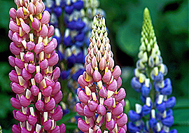 lupine forest floral canvas