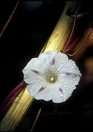 Morning Glory country decor