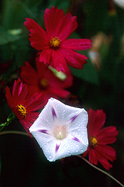 morning star morning glory flower framed prints