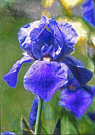Painted Iris abstract posters