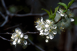 plum blossoms tree fruit prints on giclee 