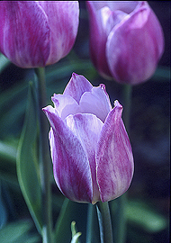 Purple Tulip