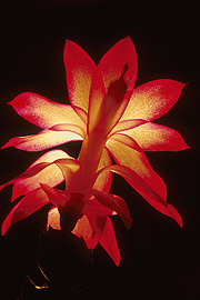 radiant christmas cactus blooming wall art