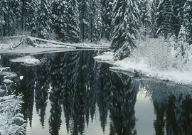 Reflections of Winter