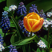 spring portrait orange tulip