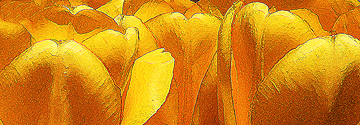 luminous tulip panorama giclee