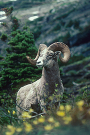 bighorn sheep wildlife print