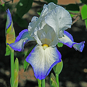 Blue Tinge Iris country florals