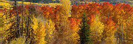 Vibrance, fall landscape, aspens, maple trees