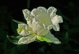 white cup and saucer white flower large mural